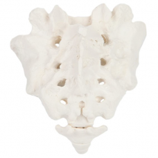 Sacrum with Coccyx